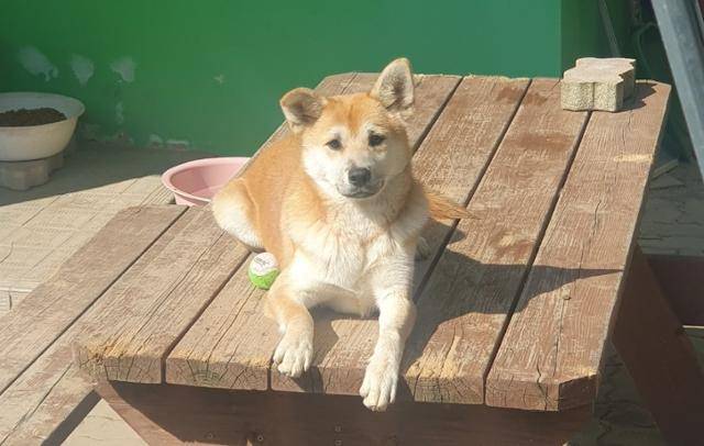 애교가 많은 재키. 독자 제공