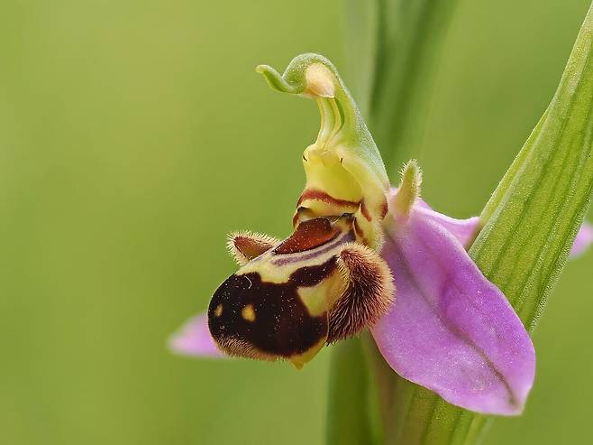 유럽에서 꿀벌 난초로 알려진 난초과 식물인 오프리스 아피페라(Ophrys apifera). 꽃 모양이 꿀벌 암컷처럼 진화해 꿀 없이도 수컷을 끌어들인다./위키미디어 커먼스