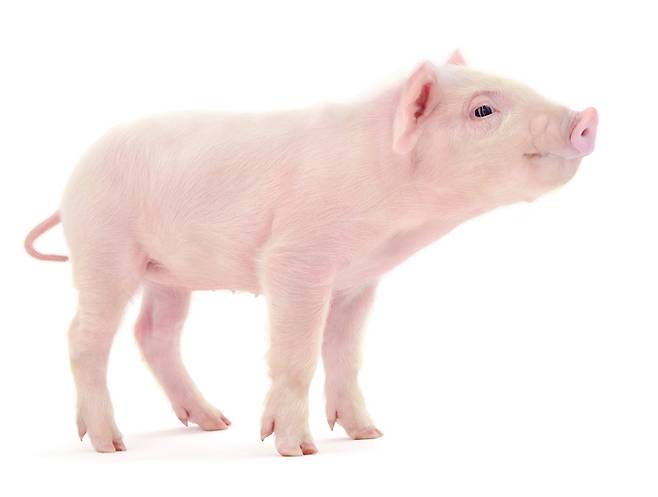 돼지는 이식용 장기를 얻는 데 쓰이는 동물 중 하나다. 게티이미지뱅크