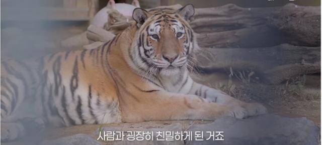 2006년 충북 청주동물원에서 태어나 24일 자연사한 호랑이 이호의 생전 모습. 청주시 유튜브 영상 캡처