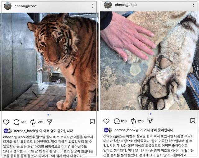 호랑이 '이호'가 세상을 떠났다는 소식을 알리는 충북 청주동물원의 인스타그램 게시물. 청주동물원 인스타그램 캡처