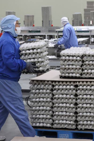 계란 수급 불안 대비 ‘미국산 신선란’ 26일 천안시 서북구 입장면의 한 수입업체에서 직원들이 계란 수급 불안에 대비해 정부가 수입한 미국산 신선란을 선별하고 세척·포장하는 등 제품화 작업을 하고 있다. 이번 수입란은 농림축산식품부가 고병원성 조류인플루엔자(AI) 확산에 따른 수급 불안에 수입한 미국산 신선란 224만개의 일부이다. 연합뉴스