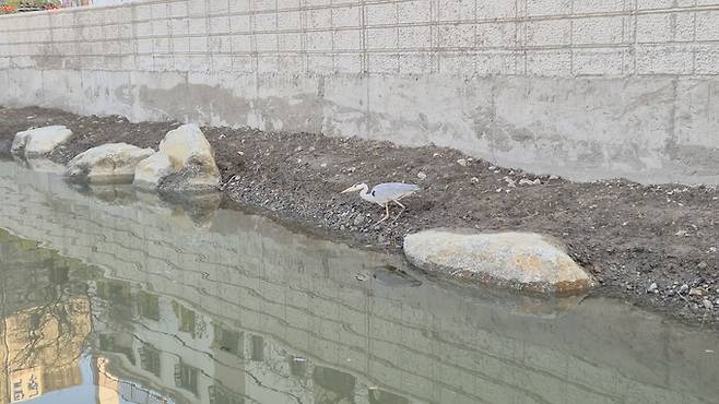 ▲ 학산천 하구에서 왜가리 한 마리가 몰고기를 잡기 위해 준비하고 있다.