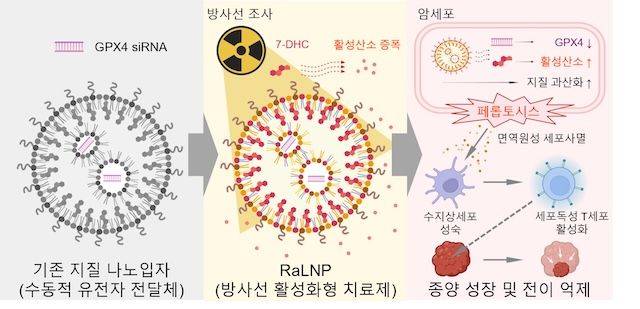 [서울=뉴시스] '방사선 활성화형 지질 나노입자' 연구 모식도. (사진=성균관대 제공) 2026.01.27. photo@newsis.com *재판매 및 DB 금지