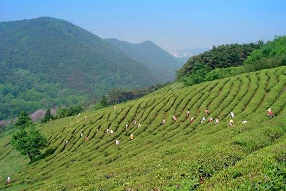 광주 동구 춘설차밭 전경. [사진=광주 동구]