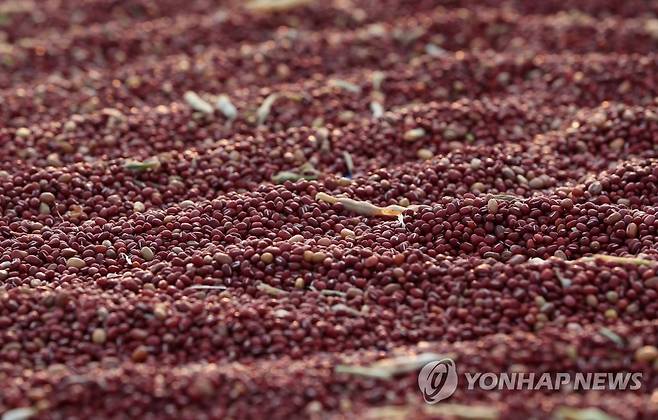 국립종자원 강원지원, 팥·콩 정부보급종 신청 내달부터 접수