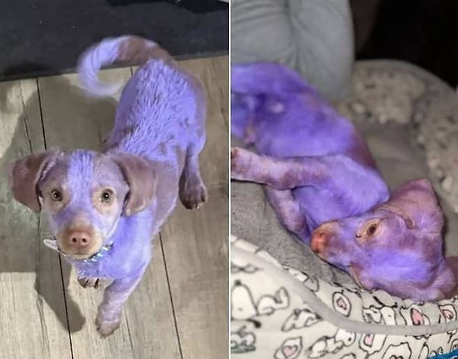 세상에 없던 보라색 강아지 발견! 구조 대원을 분노하게 만든 염색 학대 사건 | 애니멀 플래닛