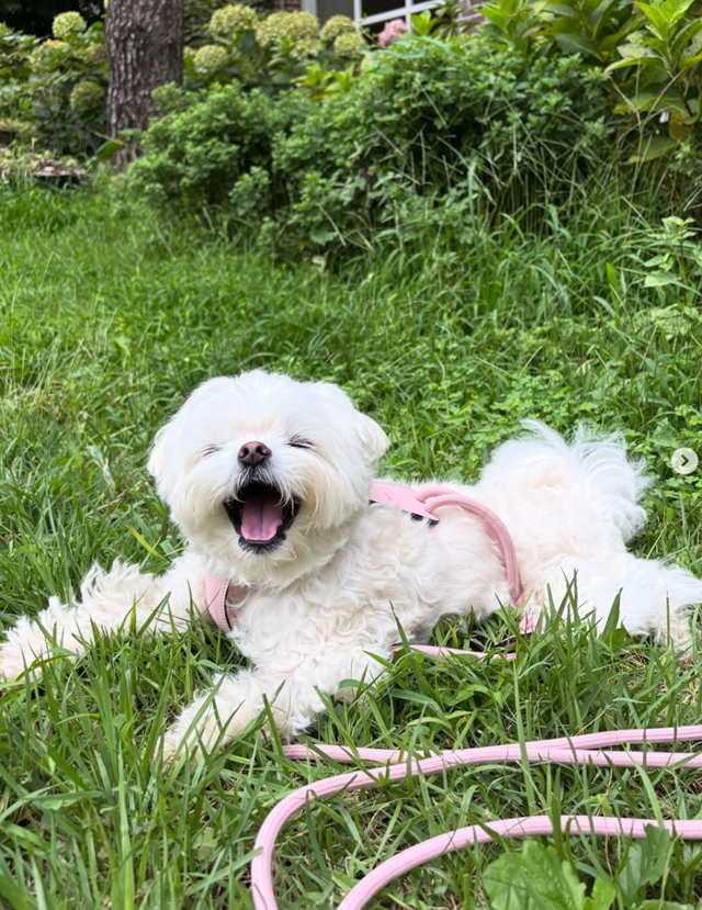 어디서나 사랑스러움 보호자 제공