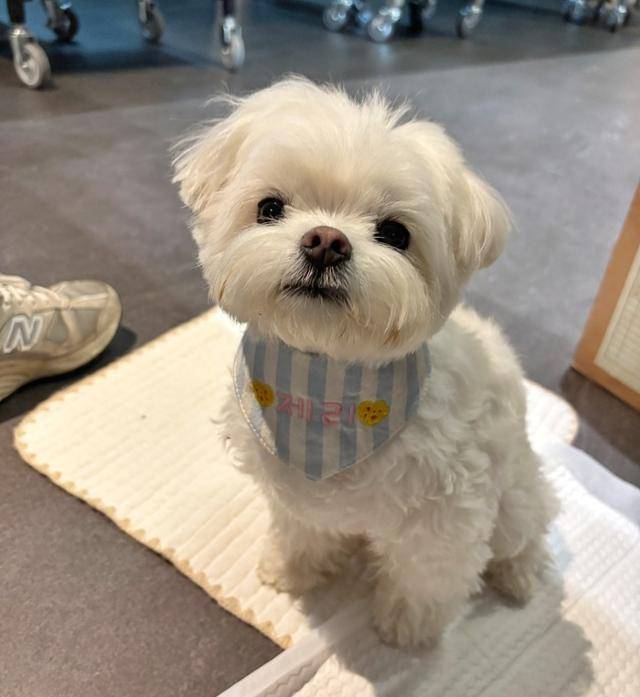 제리는 소중한 가족 구성원이개!! 보호자 제공