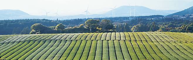 제주 서귀포시 성읍리의 성읍녹차마을 차밭. 능선 위로 가지런한 차나무 이랑의 초록이 그득하다. 싱그러운 초록을 보고 있으면 계절을 잊게 된다. 제주의 다원들은 차를 내는 카페를 운영하면서 잘 다듬은 차밭을 경관자원으로 십분 활용한다. 차밭이 관광객에게 인기 있는 이유다.