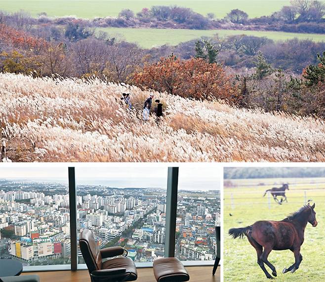위 사진은 산굼부리 정상 서쪽 능선에 가득 피어난 억새. 제주에서는 물결치는 억새를 늦게까지 볼 수 있다. 아래 왼쪽 사진은 드림타워 복합리조트 그랜드하얏트 제주 객실에서의 조망. 해안과 바다가 마치 지도처럼 내려다보인다. 오른쪽 작은 사진은 제주 중산간 목장의 푸른 초지 위를 말이 뛰노는 모습.