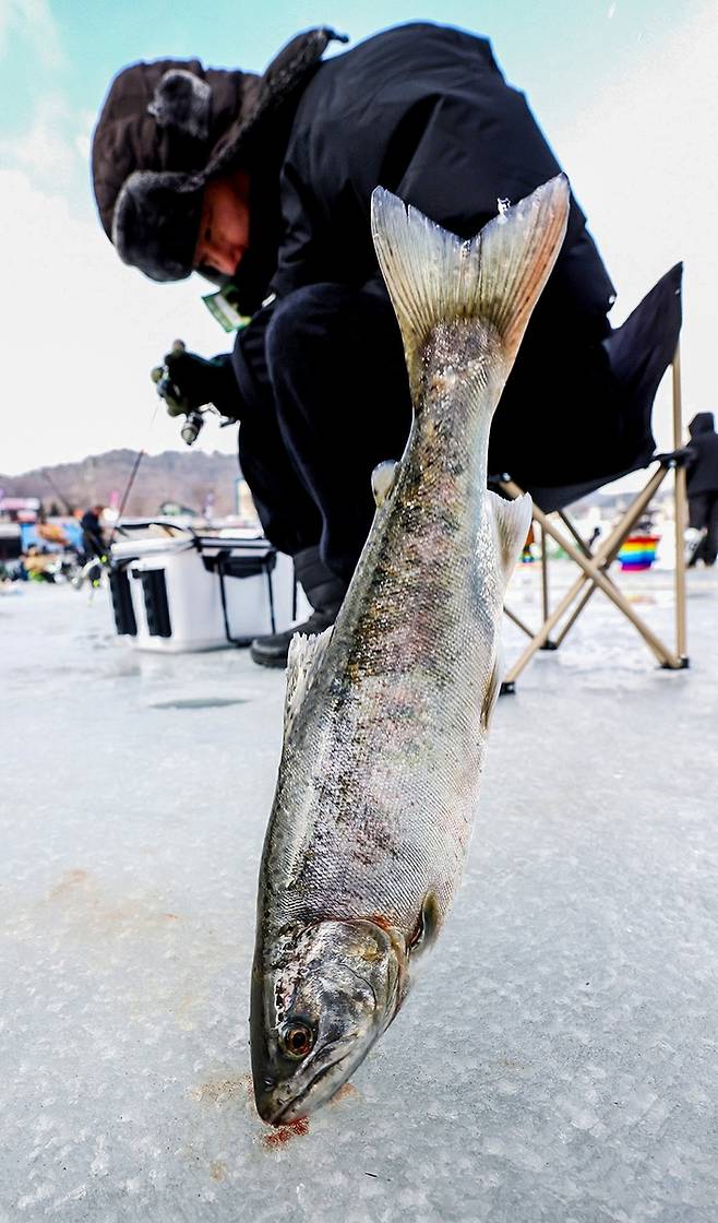 강태공이 낚은 산천어 [사진/임헌정 기자]