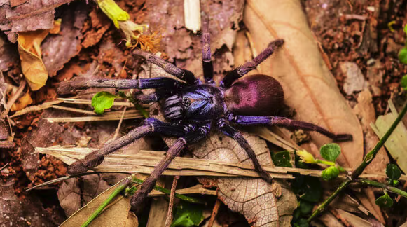 Fauna & Flora에 따르면 도로 확장, 폭우로 인한 서식지 파괴도 이 종을 위협하고 있다. (사진&nbsp;Mithun Das / CLP)