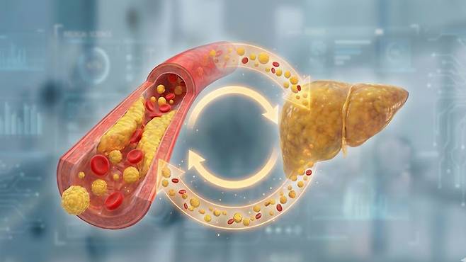 혈관 속 지질과 지방간은 서로를 끊임없이 악화시키는 '대사 악순환'의 고리를 형성한다｜출처: Gemini 생성