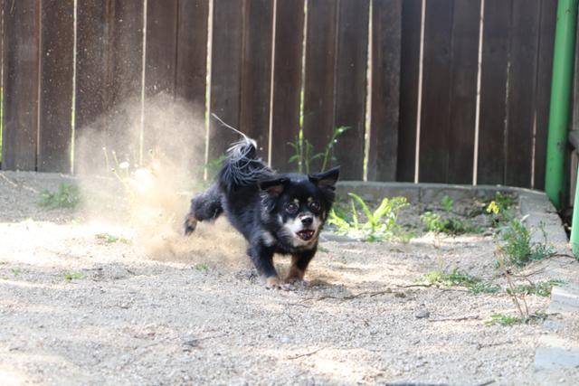 쿠쿠는 안정을 되찾으며 몸도 마음도 건강해졌지만, 간헐적으로 나오는 방어적 공격성은 마음의 흉터처럼 선명히 남아 있다. 동물자유연대 제공