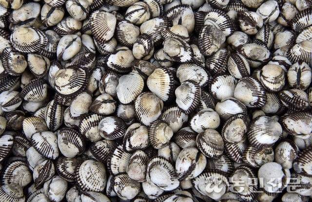 벌교시장에서 만난 껍데기에 털이 보송하고 식감이 부드러운 새꼬막. 보성=강재훈 프리랜서 기자