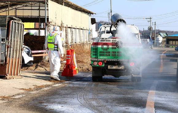 31일 구제역이 발생한 인천 강화군 한 한우농장 주변에서 방역차가 방역을 하고 있다. [사진=연합뉴스]