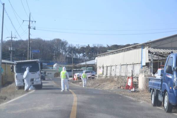 31일 오전 9시께 인천 강화군 송해면 상도리의 한 축산 농가에 구제역이 발생한 가운데, 흰색 방역복을 입은 검역관들이 이 농가를 전면 통제하고 소독 등을 하고 있다. 조병석 기자