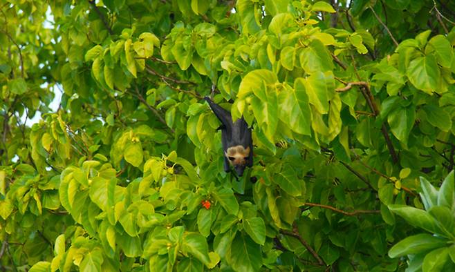니파 바이러스 숙주로 알려진 과일박쥐. 게티이미지뱅크 제공