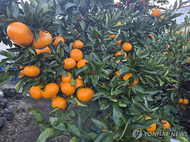 제주 서귀포시 시설하우스 내 레드향(감평) [연합뉴스 자료 사진]