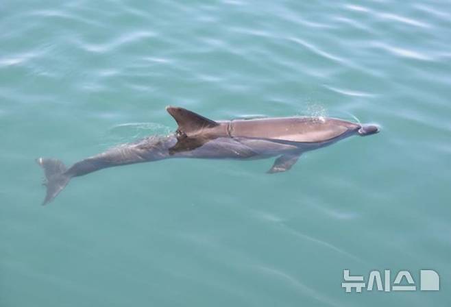 [서울=뉴시스] 큰돌고래(Tursiops truncatus).