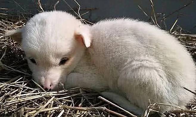 “강아지 아니었어?” 온라인상에서 화제 된 아기 알파카의 모습. 텅쉰망(腾讯网)