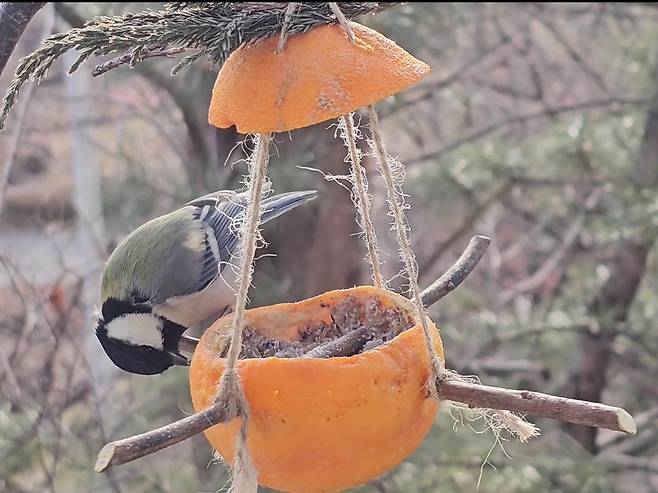 새들이 추운 겨울을 무사히 날 수 있도록 견과류와 씨앗 등을 이용해 새 먹이대를 만들어주었다. ⓒ박임자 제공