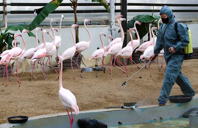 2일 오전 대전 중구 오월드에서 한 관계자가 고병원성 조류인플루엔자(AI) 확산을 막기 위한 방역 작업을 진행하고 있다. 김영태 기자
