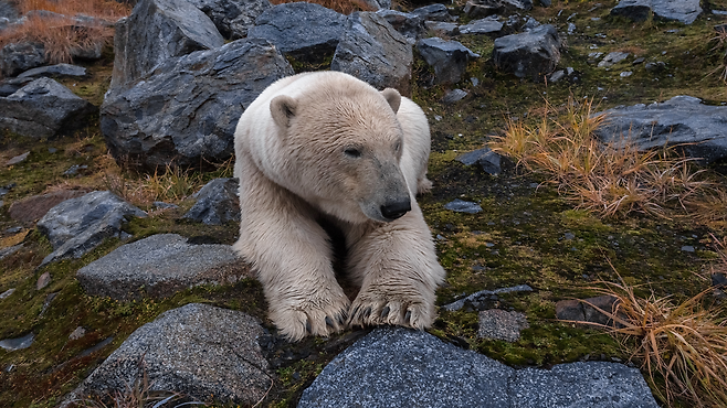 북극 해빙 감소에도 스발바르 성체 북극곰들의 신체 상태가 과거보다 좋아졌다는 연구 결과가 나왔다. 바다코끼리 등 육상 동물 섭취가 늘었으나 새끼 곰 생존율은 낮아져 장기적 위기는 여전하다. AP/뉴시스