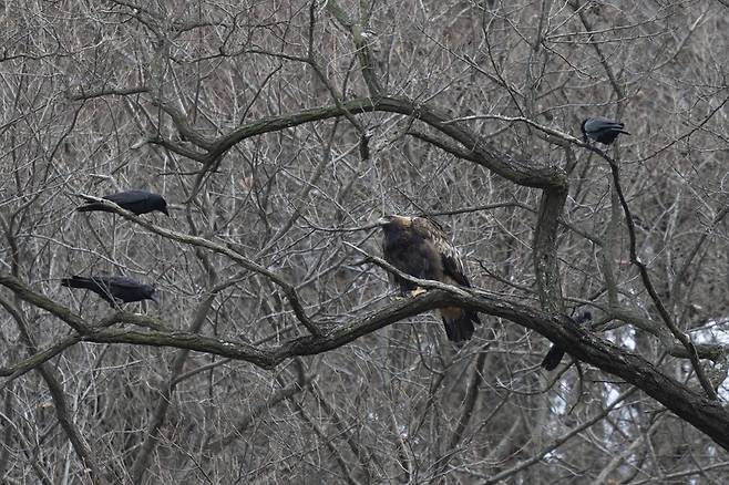 여러 마리의 까마귀가 검독수리 주변을 알짱거리며 지속적으로 괴롭히고 있다.