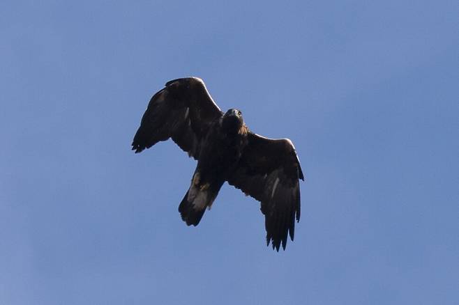 검독수리 아랫날개덮깃에 있던 흰색이 상당 부분 갈색으로 변했다.