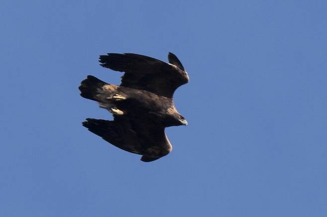 날개를 접고 서서히 고도를 낮추는 검독수리.