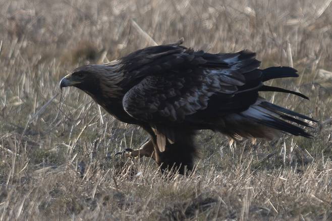 이제는 한층 늠름해진 검독수리가 봉화산에 자리 잡은 지도 어느덧 6년 차에 접어들었다.
