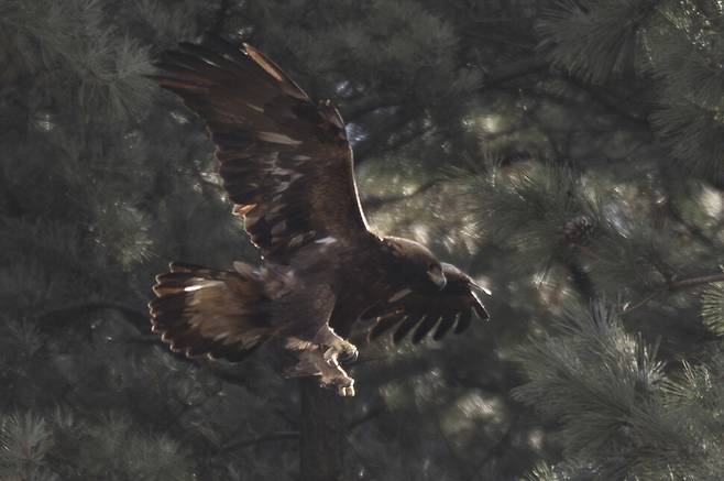 소나무로 날아드는 검독수리.