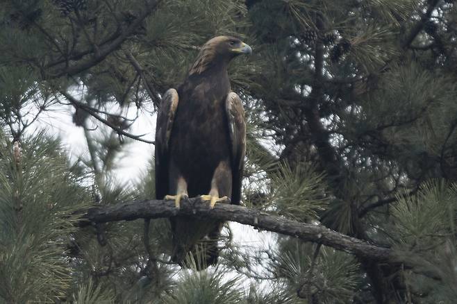 사냥감을 살피는 검독수리.