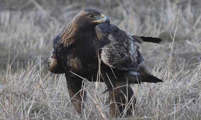 지난 1월9일, 전북 김제시 진봉면 심포리 봉화산에서 만난 검독수리.