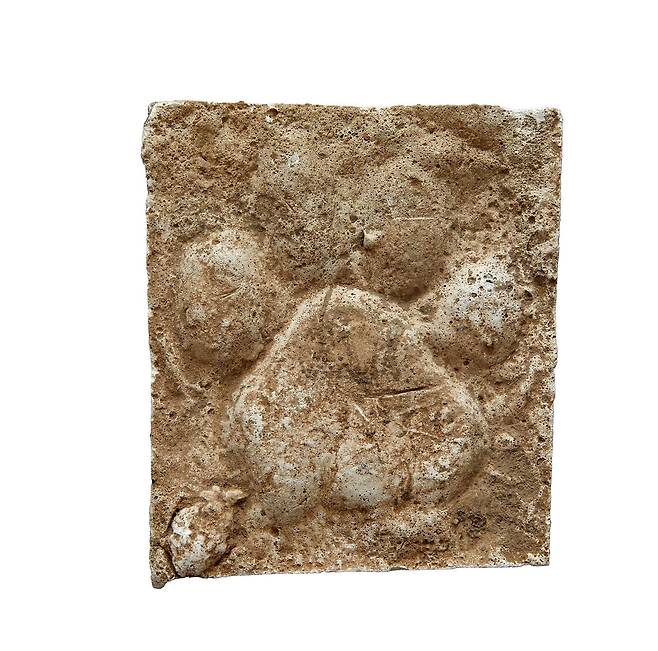 성인 남성 손바닥만 한 호랑이 발 사이즈.