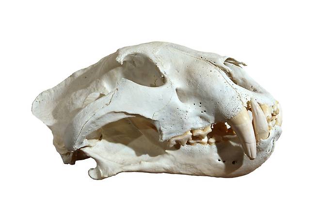 유치가 빠지고 영구치가 나는 호랑이의 송곳니는 가장 마지막에 나오며 보통 7~9㎝라고 알려졌다.