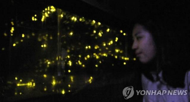 ▲ 축제에서 밤하늘을 비상하는 애반딧불이. 사진/연합뉴스