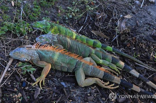미국 플로리다주 마이애미비치에서 추위에 기절한 이구아나들[AFP=연합뉴스]