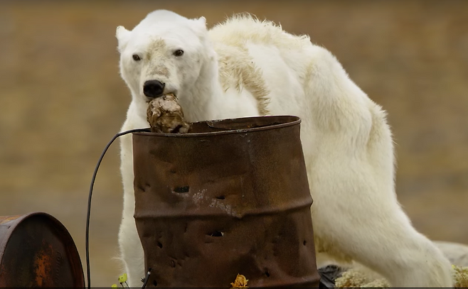 한 북극곰이 앙상한 모습으로 민가 쓰레기통을 뒤지고 있다.[유튜브 내셔널지오그래픽 채널 갈무리]