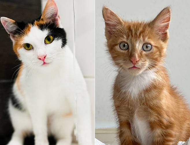 일반 삼색 고양이와 카오스 고양이 비교. 게티이미지뱅크