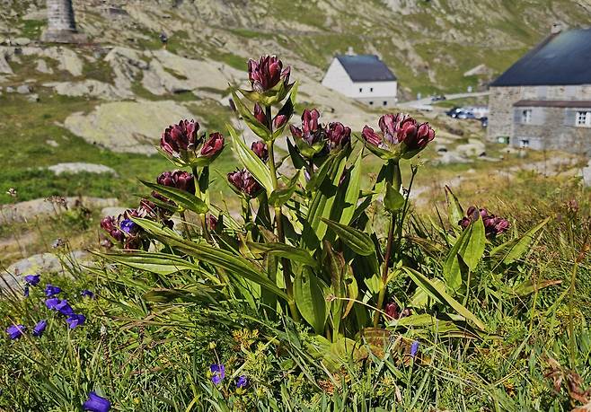 자주용담./박병원