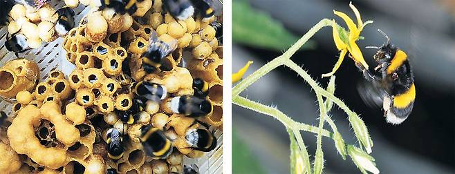 농촌진흥청이 1990년대부터 대량증식 연구를 시작해 2024년 기준 국산 보급률이 92%까지 크게 높아진 화분매개곤충 뒤영벌(오른쪽 사진)과 뒤영벌 벌무리(왼쪽 사진).  농촌진흥청 제공