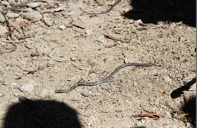 오대산 조개동아랫습지 구렁이.&nbsp;(사진 국립공원공단)/뉴스펭귄