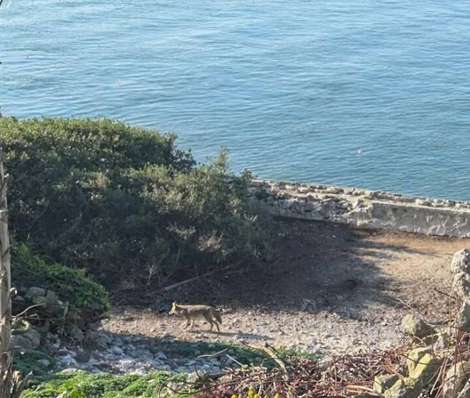 미국 알카트라즈 섬에서 포착된 코요테. /인스타그램