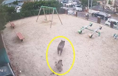 대전 서구 정림동 한 아파트단지에 출몰한 멧돼지. [대전 서구청]