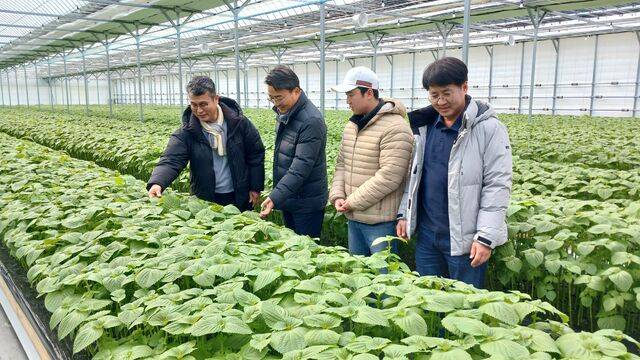 김병석 농촌진흥청 국립식량과학원장(왼쪽 두번째)이 2일 충남 금산의 잎들깨 수경재배 농가에서 생육 실태를 살펴보고 있다. 농촌진흥청
