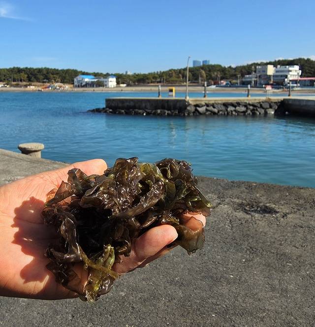3일 제주시 이호동 현사포구 방파제에서 고군산군도 어민이 채취한 김엽체. /사진=문정곤 기자