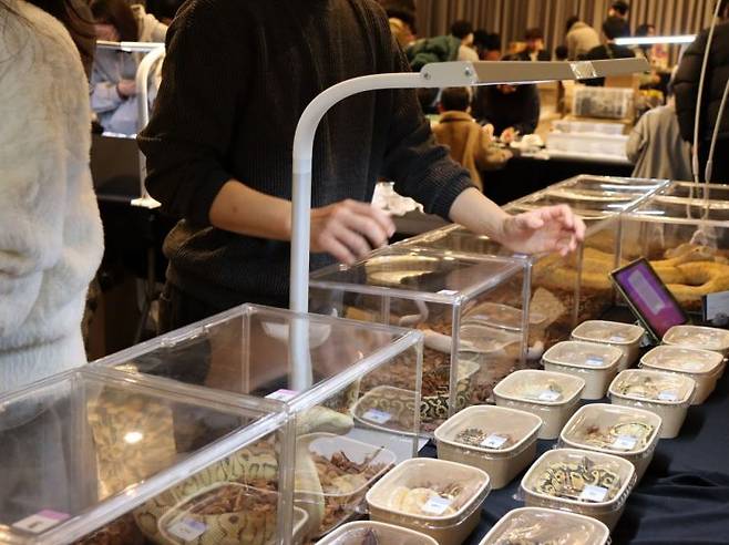 나만의 신비한 반려동물 전시 & 분양. 제주 캠퍼트리 호텔앤리조트 제공.